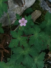 Geranium crenatifolium