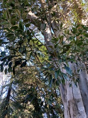 Ficus macrophylla