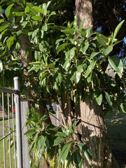 Ficus macrophylla