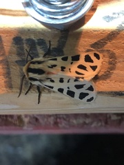 Apantesis arizoniensis