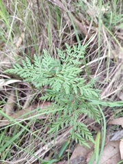 Cheilanthes austrotenuifolia