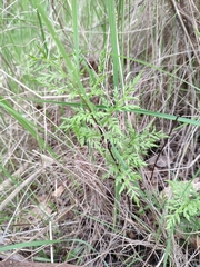 Cheilanthes austrotenuifolia