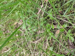 Scaevola albida