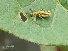 Tagasta marginella