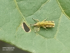 Tagasta marginella