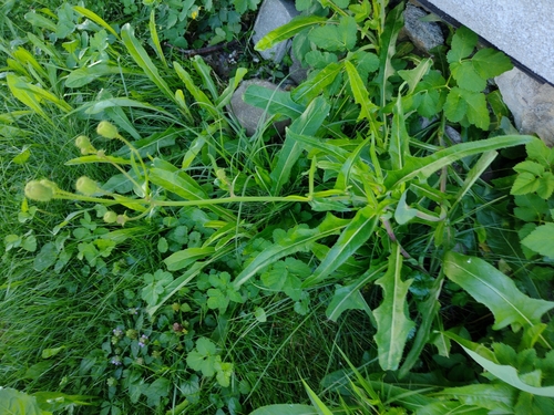 mlieč roľný (Sonchus arvensis)