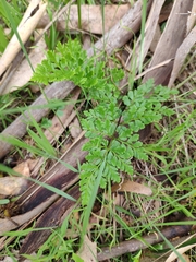 Anogramma leptophylla
