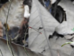 Teinobasis ruficollis