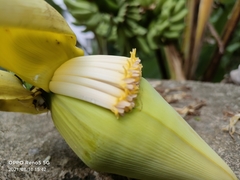 Musa acuminata flava
