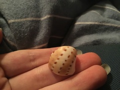 Naticarius alapapilionis