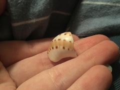 Naticarius alapapilionis