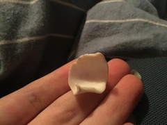 Naticarius alapapilionis