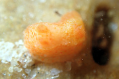 Paliolla cooki