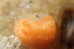 Paliolla cooki