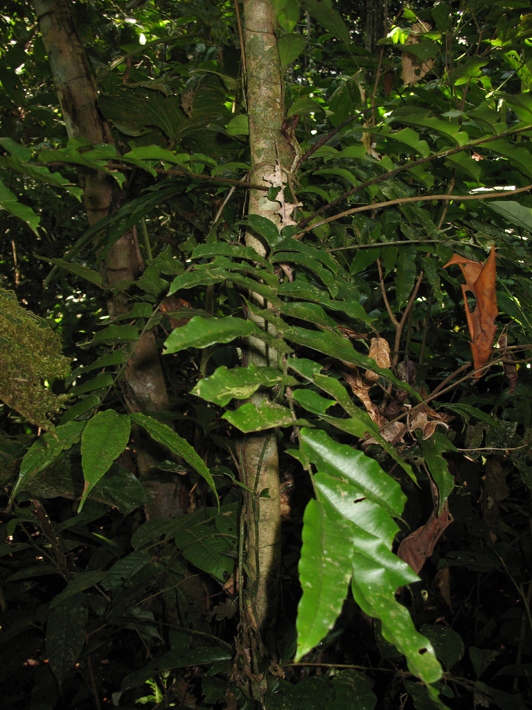 Lomariopsis japurensis