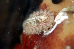 Craspedoplax variabilis