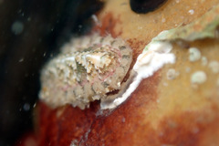 Craspedoplax variabilis