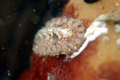 Craspedoplax variabilis