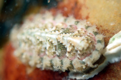 Craspedoplax variabilis