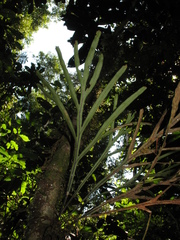 Pleopeltis desvauxii