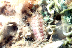 Craspedoplax variabilis