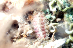 Craspedoplax variabilis