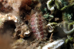 Craspedoplax variabilis