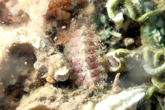 Craspedoplax variabilis