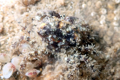 Pilumnus