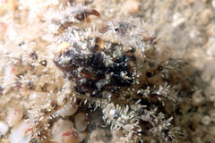 Pilumnus