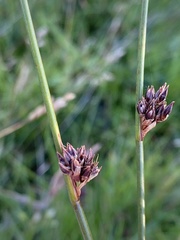Juncus arcticus