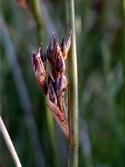 Juncus arcticus