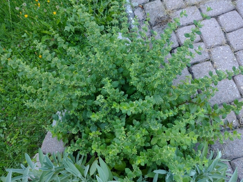 Pčelinja metvica (Melissa officinalis)