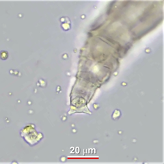 Macrotrachela ambigua