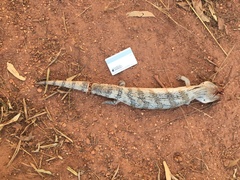 Tiliqua scincoides intermedia