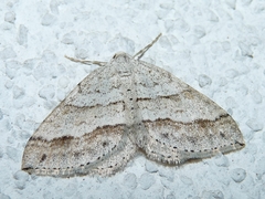 Perizoma parallelolineatum