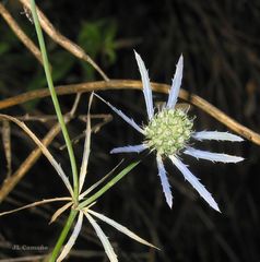 Eryngium tenue