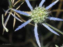 Eryngium tenue