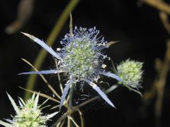 Eryngium tenue