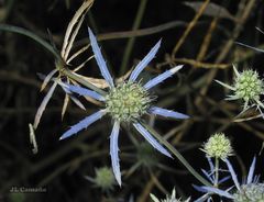 Eryngium tenue