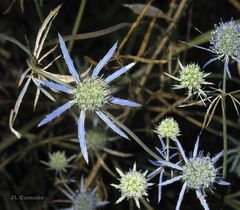 Eryngium tenue