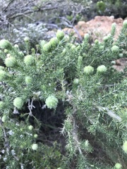 Aspalathus chenopoda