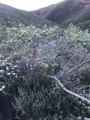 Aspalathus chenopoda