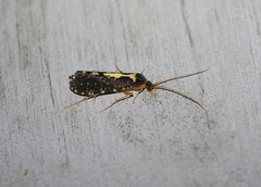 Polyplectropus