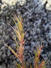 Festuca vivipara