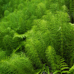 Equisetum telmateia