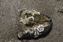 Spirobranchus triqueter