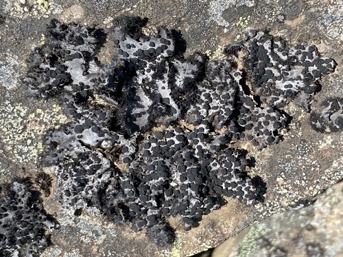 pupkovka brvitá (Umbilicaria cylindrica)