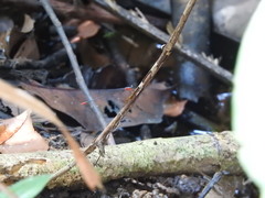 Teinobasis ruficollis