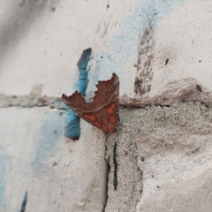 Scoliopteryx libatrix